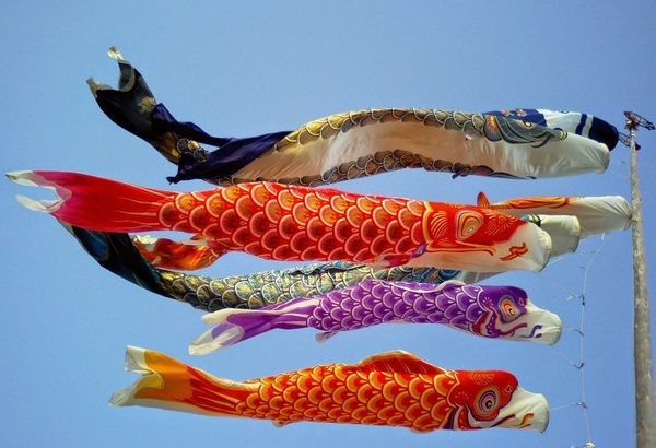 Khám phá ý nghĩa cá chép Koi trong văn hoá của Nhật Bản